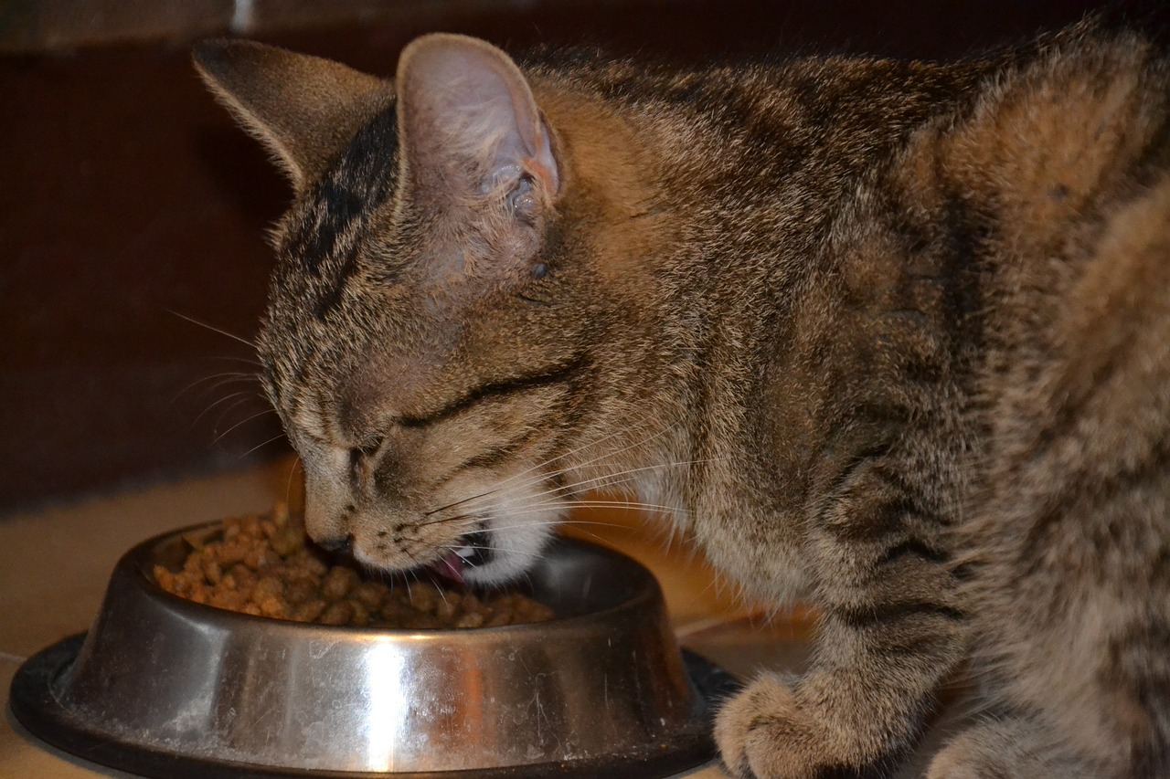 Assurer une alimentation saine et équilibrée pour les chats